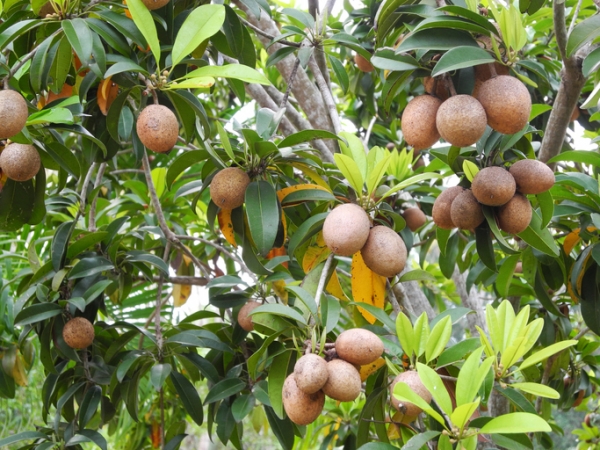chiko sapote fruit, sapodilla tree, Vladimir Zakharov