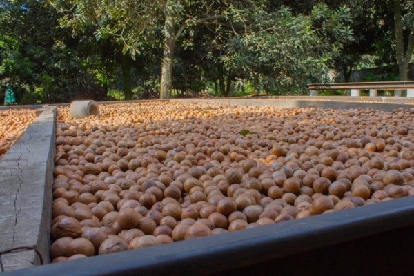 macadamia harvest in guatemala,Eric Kukulowicz