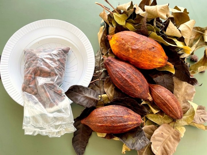 fresh-cacao mongabay crop