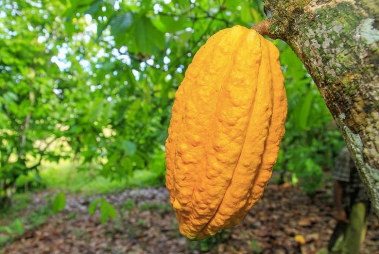 The Dominica economy is thriving again, and cocoa is set to play an important role. Pic: confectionerynews.com