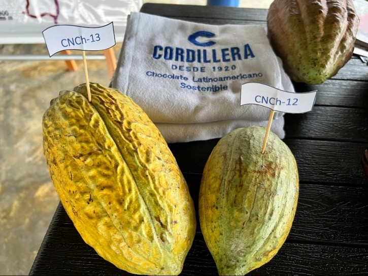 Chocolate Cordillera became the first private company in Colombia to register two new cacao varieties (CNCH12 and CNCH13). Pic: CN