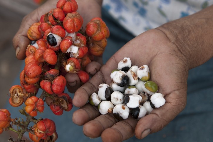 Guarana fruit is native to the Amazon basin. © GettyImages/Brasil2