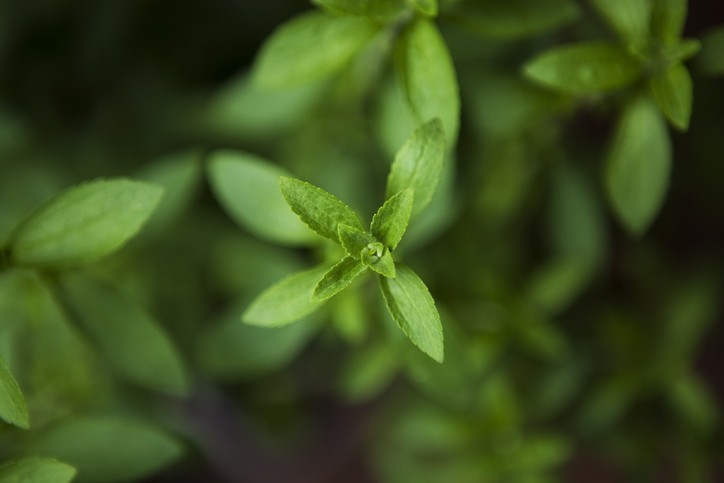 Native to Paraguay and Brazil, stevia rebaudiana is 200 to 300 times sweeter than sugar and contains zero calories. © GettyImages/MagMos