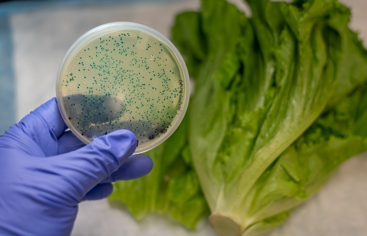 Romaine lettuce contaminated with E.Coli bacteria. © GettyImages/manjural