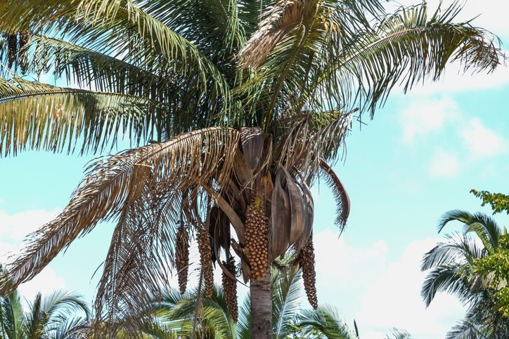 Babassu palms growing in Piaui, Brazil. © GettyImages/phelder2006