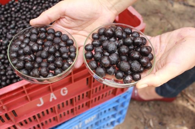 The BRS Pai d'Égua açaí cultivar produces berries with more fruit pulp. Photo: Embrapa/Rosa Ronaldo
