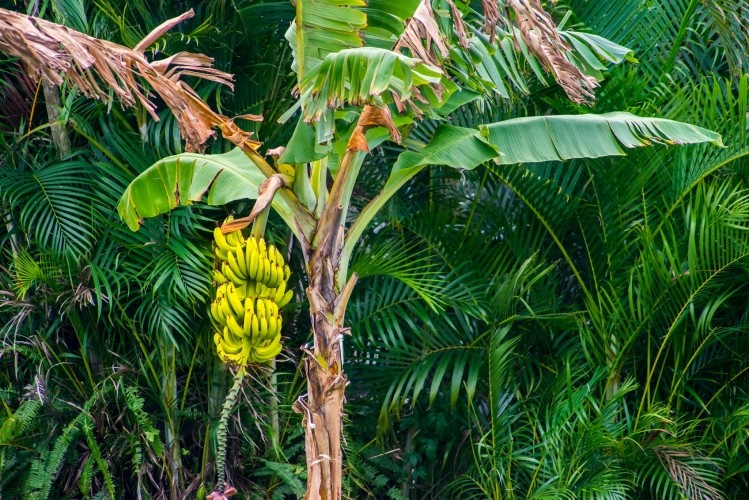 The research focuses on banana pseudostem - the trunk-like part of the plant formed by tightly packed overlapping leaf sheaths.   Image © Getty Images / photographereddie