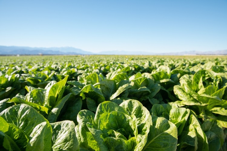 The researchers extracted lutein from lettuce and cabbage using supercritical fluid extraction. Image: © Getty Images / thinkreaction