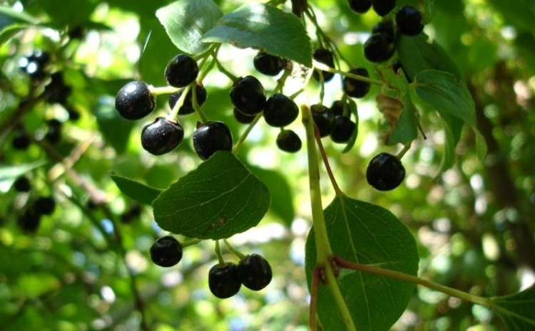 Maqui Berries. Image: Creative Commons / Morrana