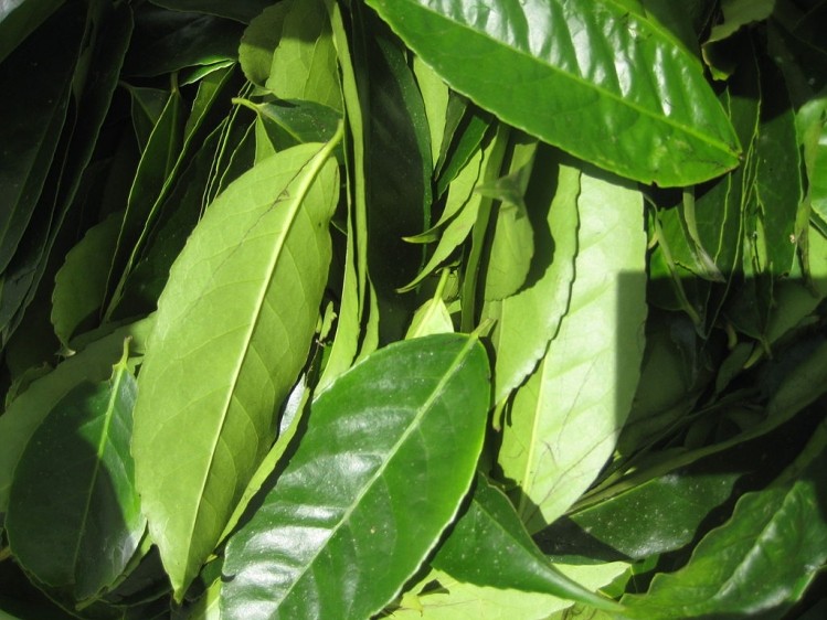Leaves of Ilex guayusa picked from the tree. Image credit:  Anna Premo