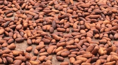 Brazilian cocoa farmers claim beans from Cote d'Ivoire could be infected with diseases. Pic: CN