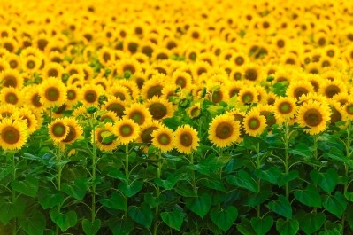 Brazil sunflower production could answer plant protein demands