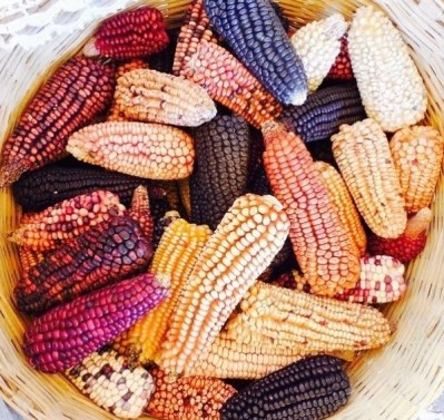Maza Real sources native Mexican, criollo varieties of red, blue and white corn. © Maza Real
