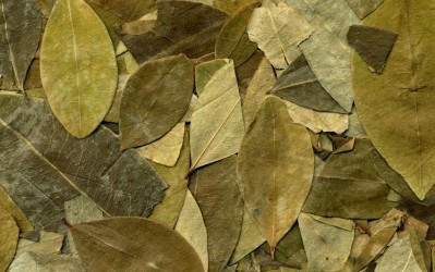 Dried coca leaves. © GettyImages/leojerez