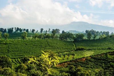 A coffee plantation in Costa Rica. © GettyImages/OliverJW