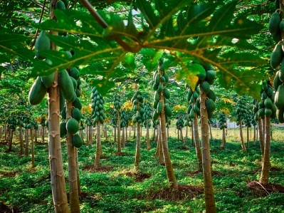 A papaya farm in Costa Rica. © GettyImages/julien manigand