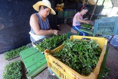 Sorting stevia leaves after the harvest. © GettyImages/Norberto Duarte